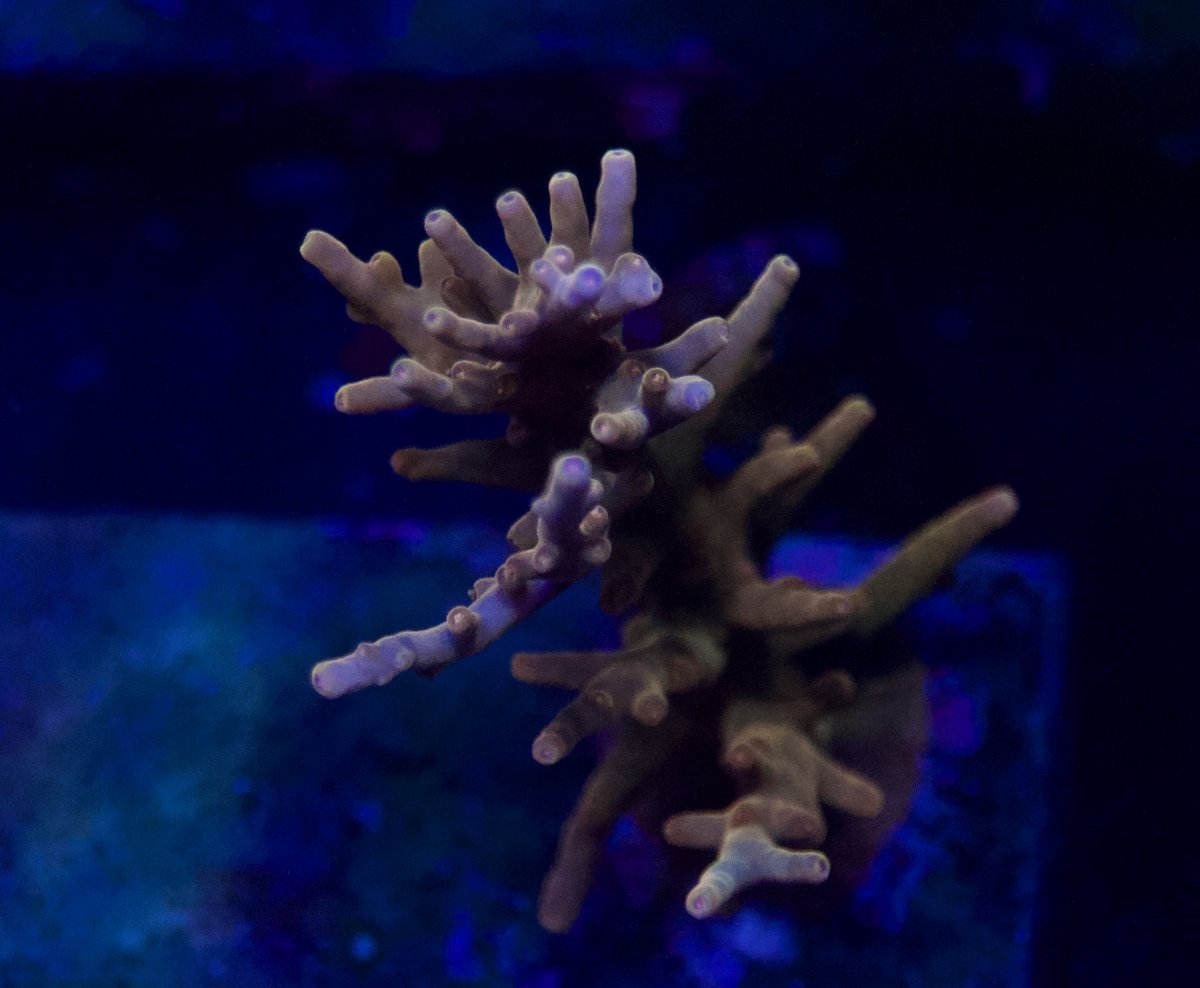 _DSC9220.jpeg