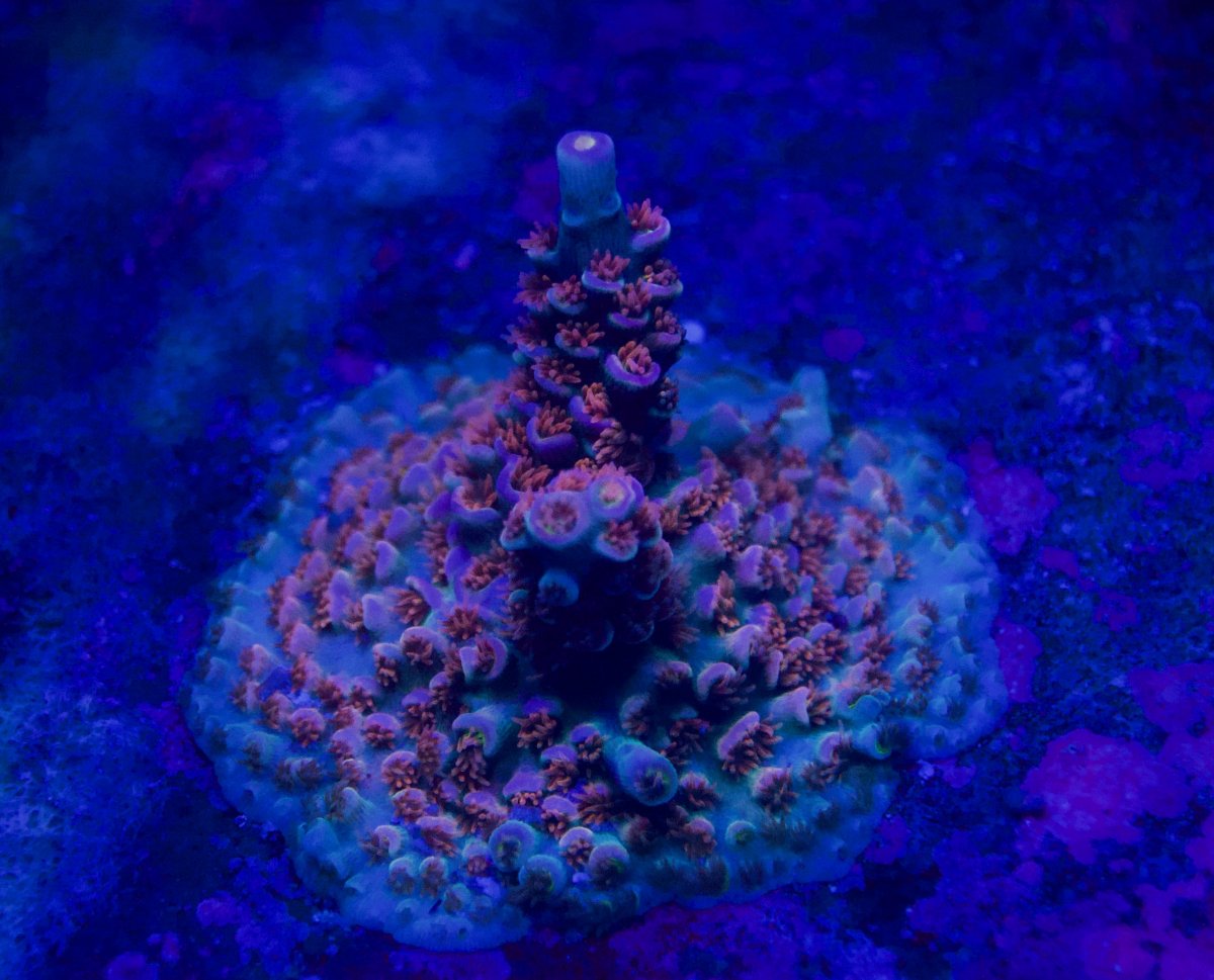 _DSC9223.jpeg
