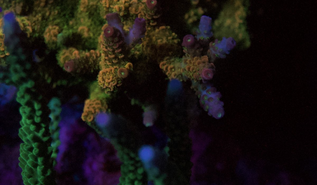 _DSC9447.jpeg