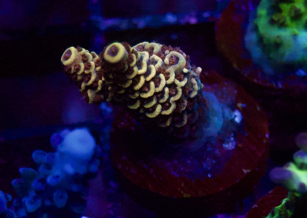 _DSC9481.jpeg