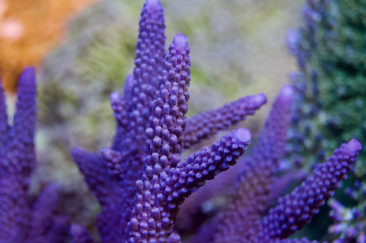 _DSC9610.jpeg