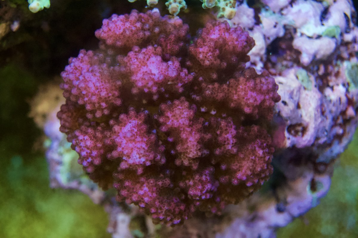_DSC9631.jpeg