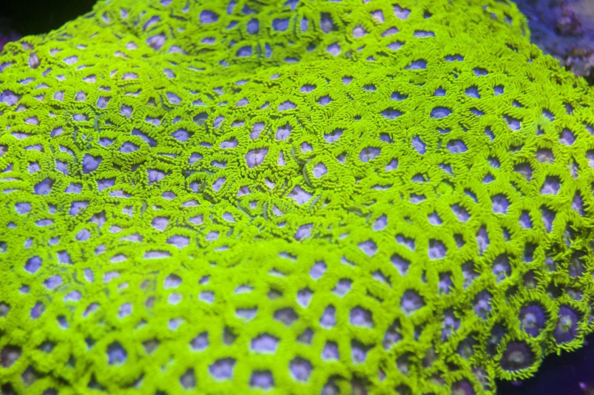 _DSC9653.jpeg