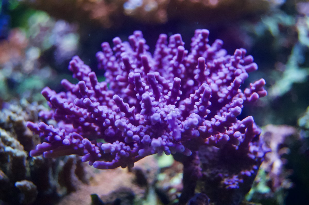 _DSC9666.jpeg