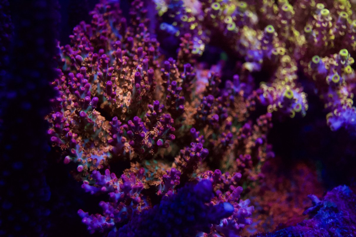 _DSC9737.jpeg