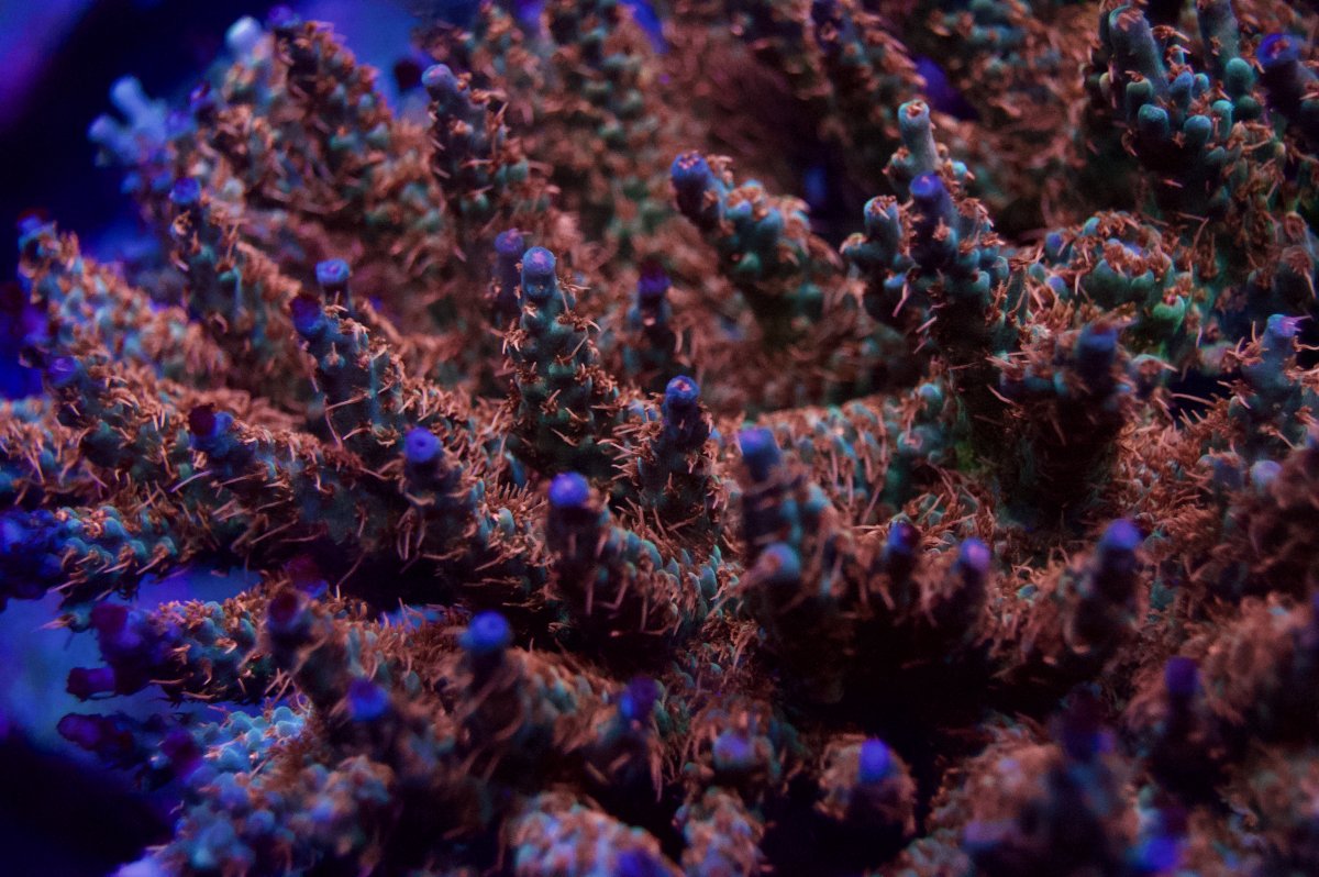 _DSC9758.jpeg