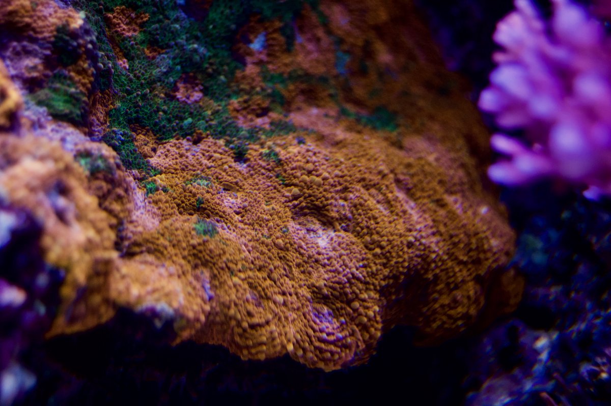 _DSC9893.jpeg