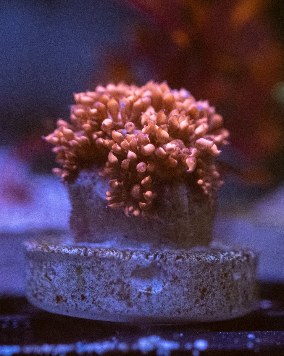 _DSF9357.jpg
