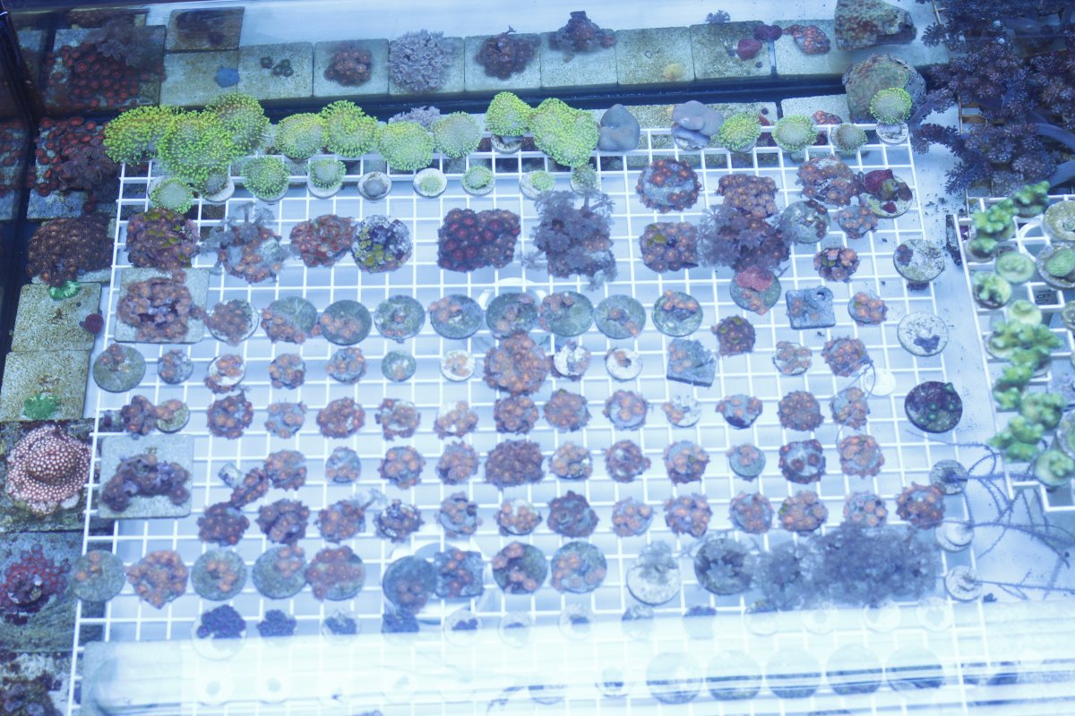 Build Thread - New 50g lowboy frag tank build | Page 3 | Reef2Reef