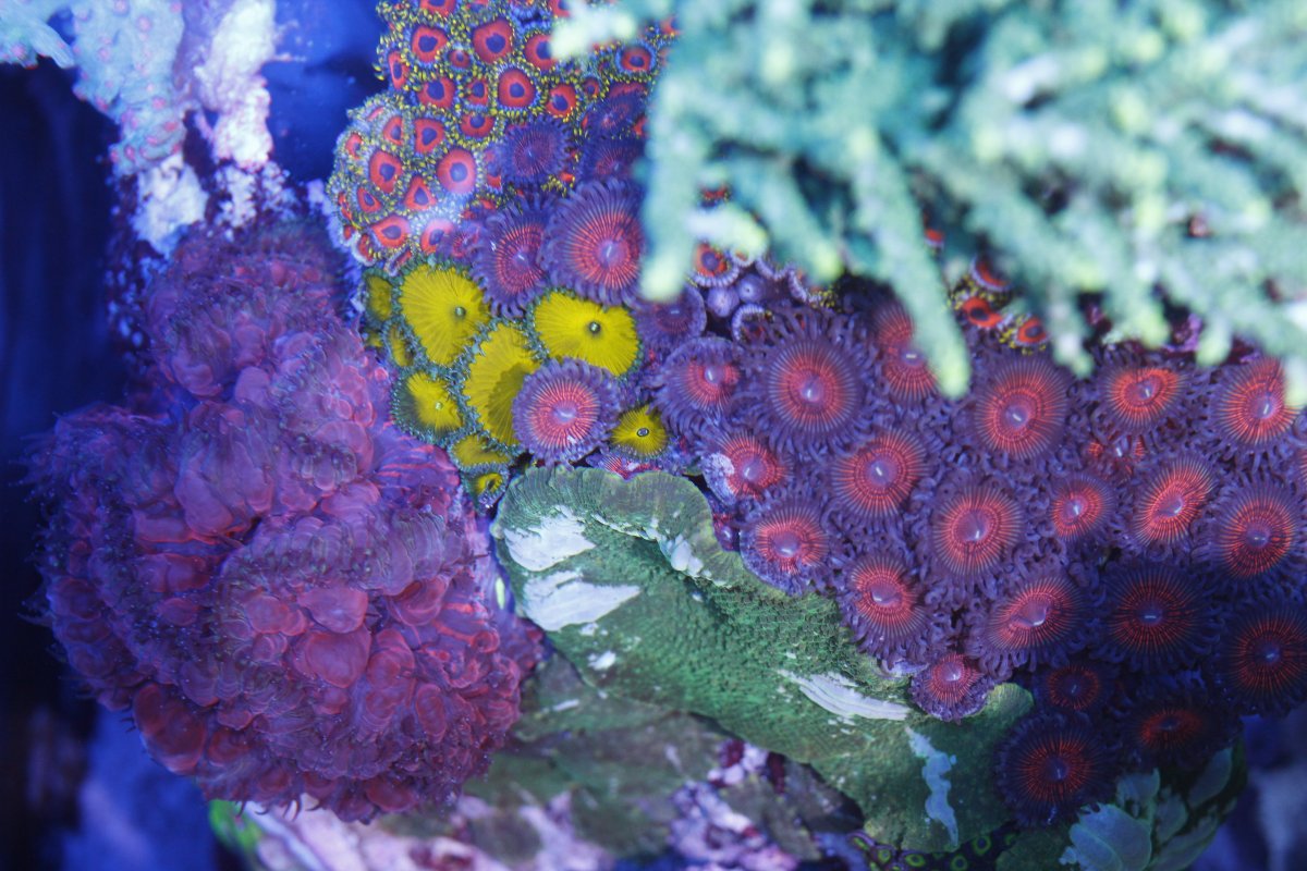 Build Thread - 112 gallon mixed reef is looking like a reef again ...
