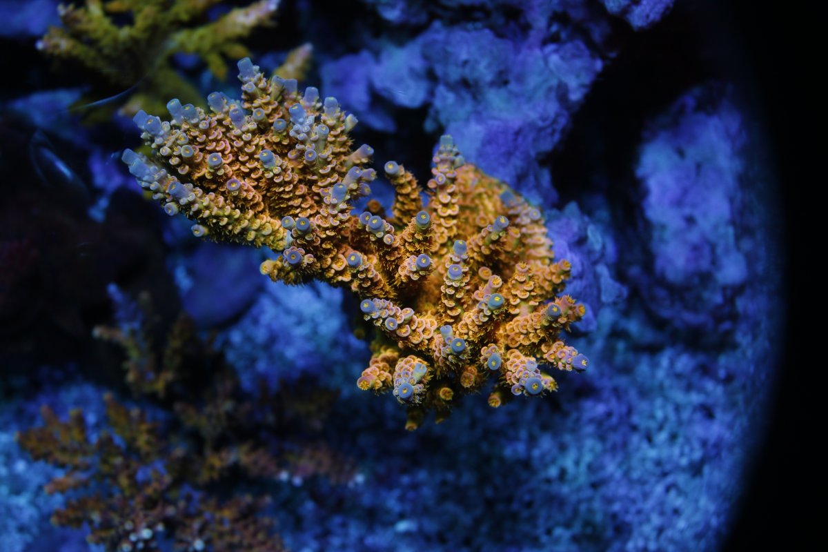 _MG_6264.JPG