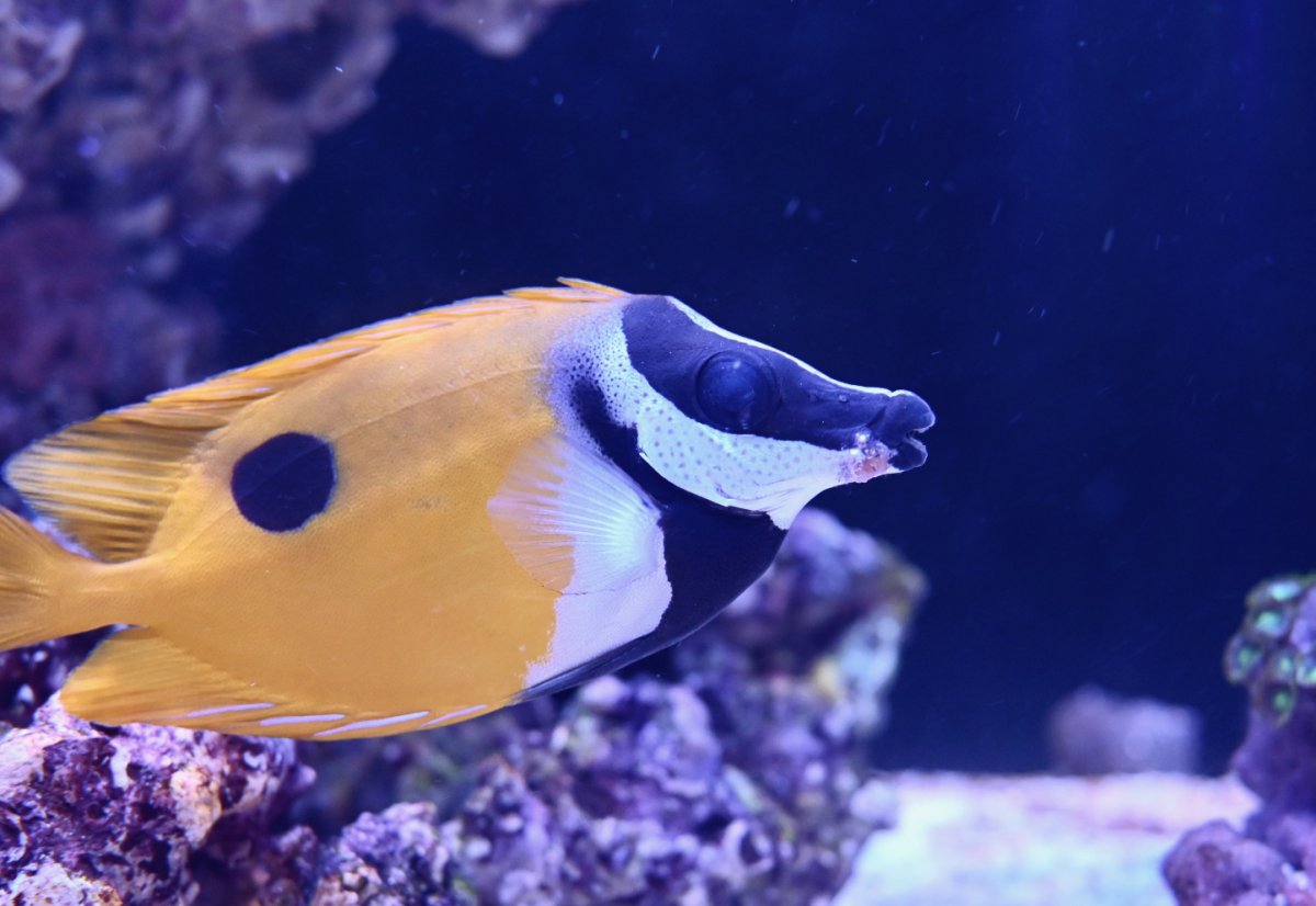 Injury or Infection on My Foxface? | Reef2Reef