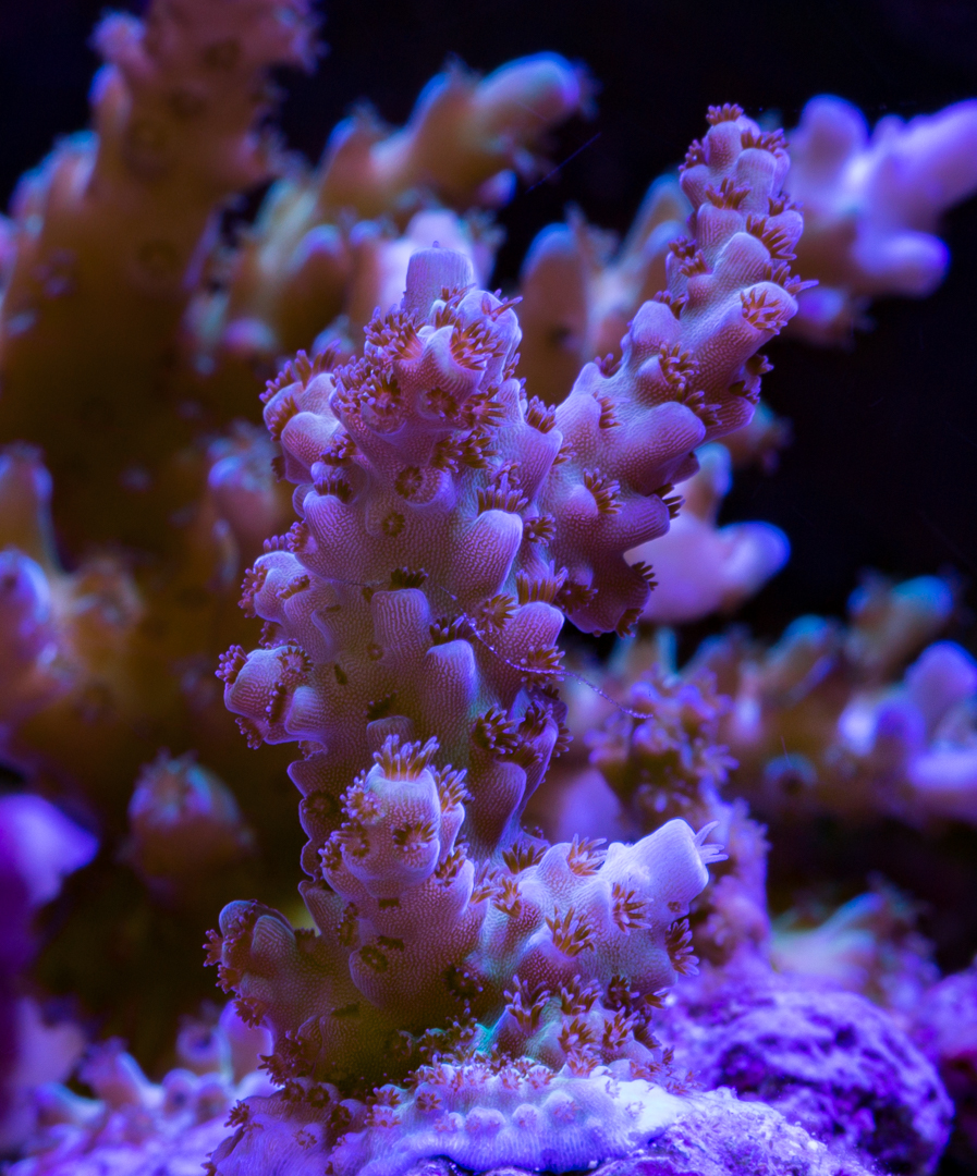 _Z8A5512.jpg