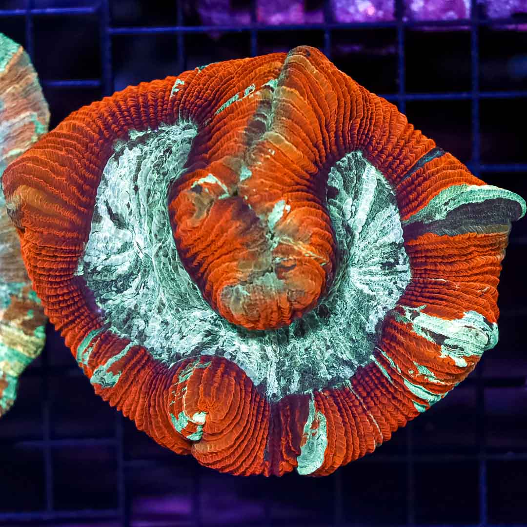 A (13).jpg