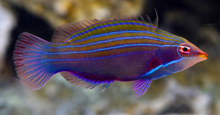 a-365-wrasses-for-small-aquarium-112718-189.jpg