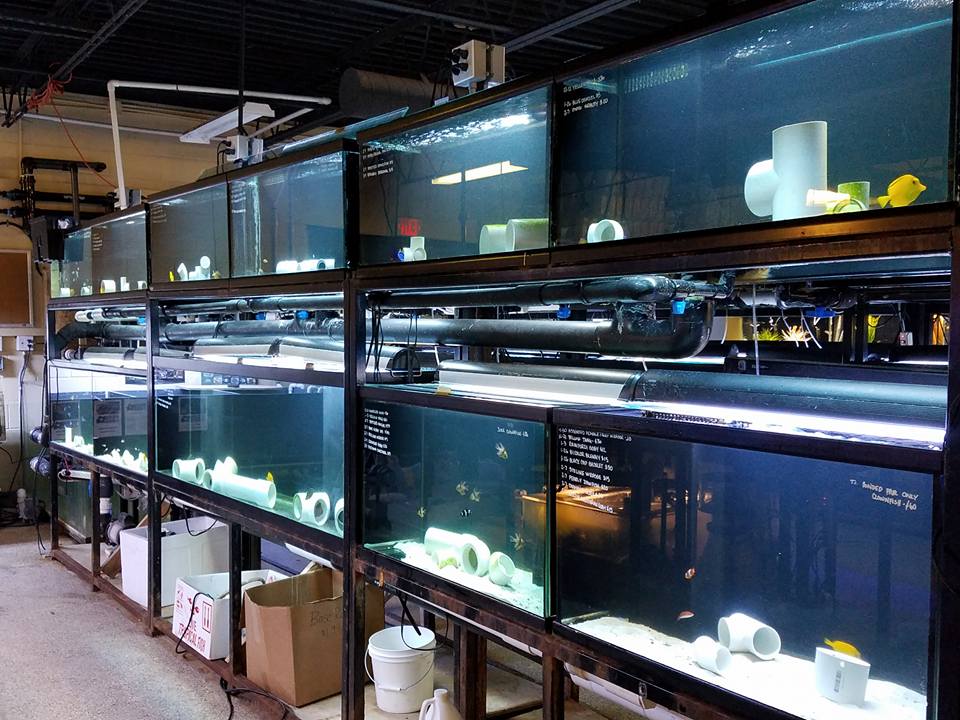 Lfs clearance fish store
