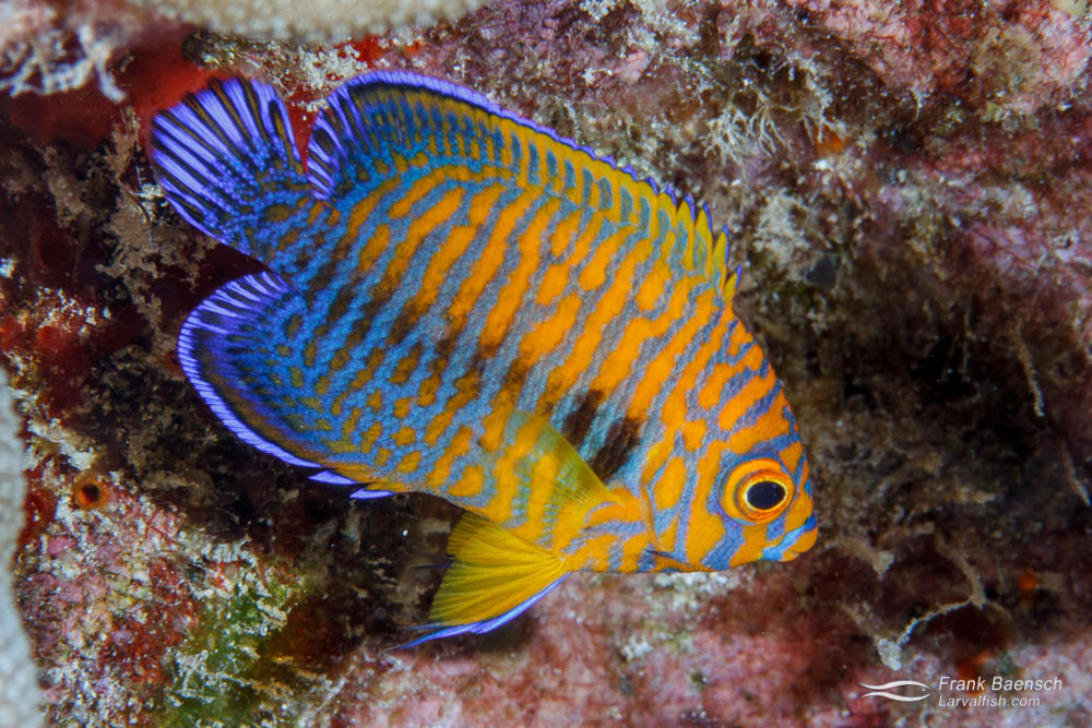 a-juvenile-reef-fish-example-potters-angelfish-20150715-104417.jpg