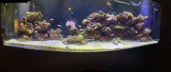 A Reef Tank G. Noel.jpg