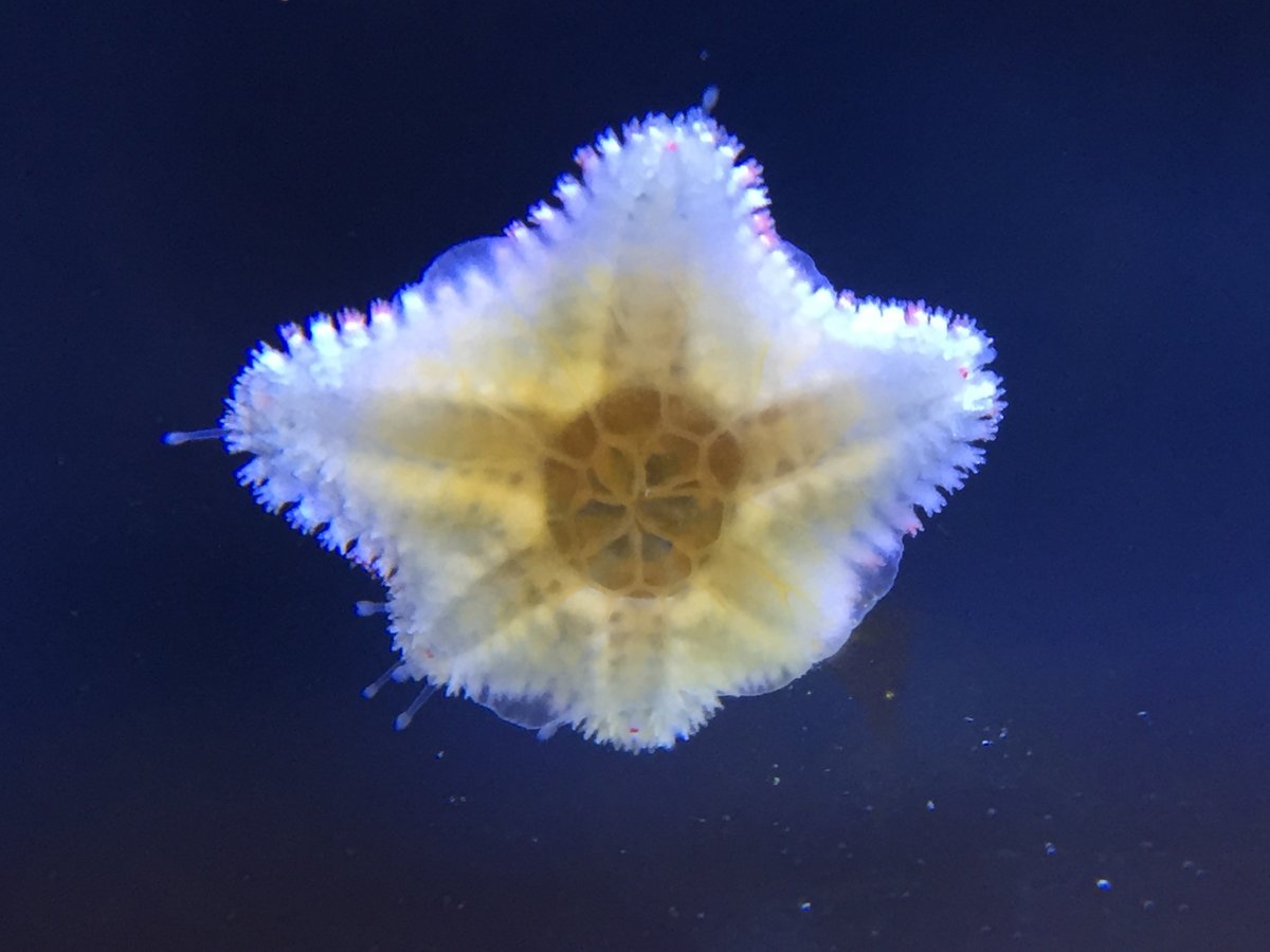 a star.JPG