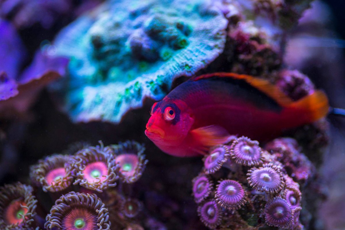 Coolest reef  safe  fish  REEF2REEF Saltwater  and Reef  