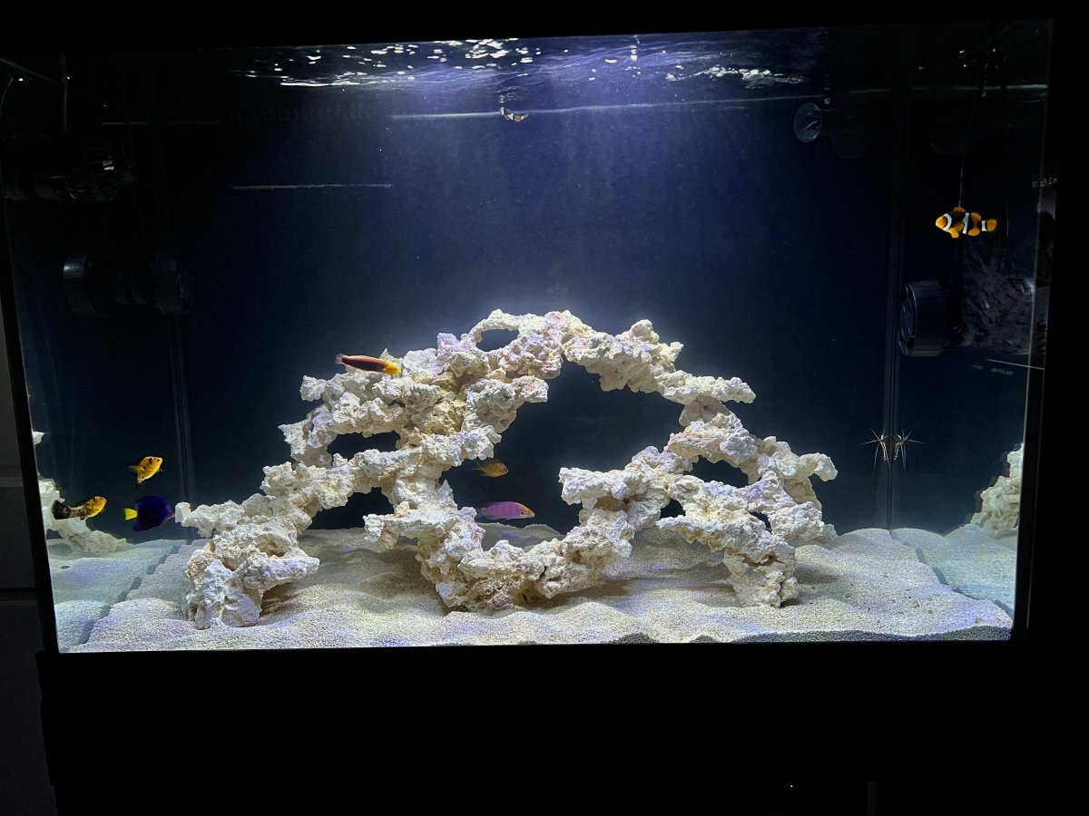 coral reef  Reef Chasers | Buy Corals Online | JF Silver Bullet