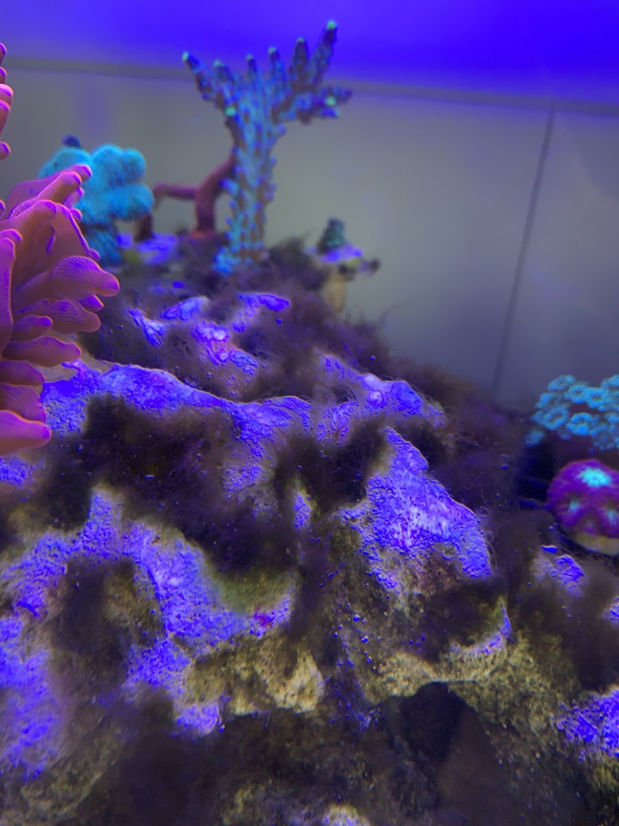 Is this Green Hair Algae? | REEF2REEF Saltwater and Reef Aquarium Forum