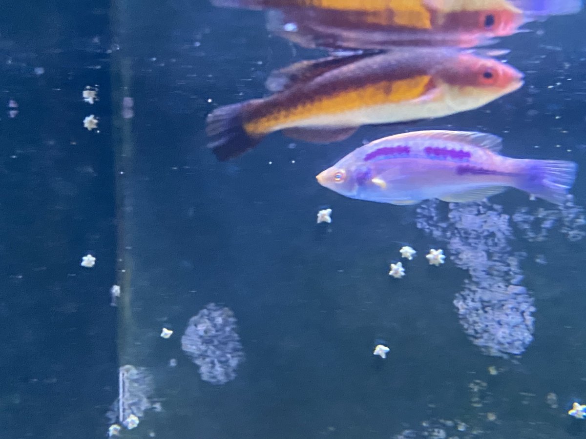 Build Thread - Lost in the Wrasses! Rollercoaster of a Reef Build ...