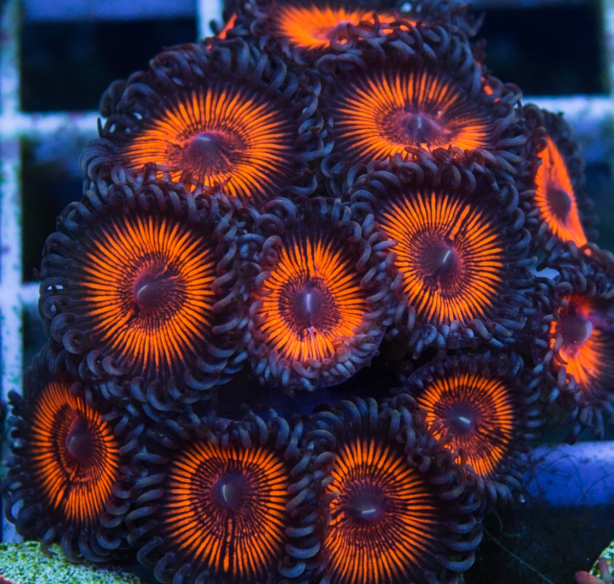 What are these Zoas and how much do they cost (Price per polyp please ...