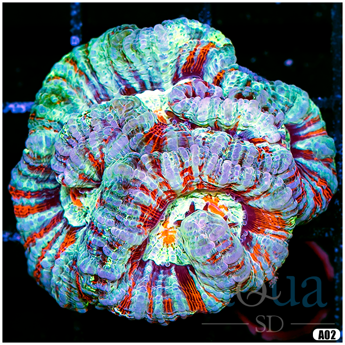 A2 Ultra Symphyllia Wilsoni (Egg Crate behind is 3 Squares = 2'') - 142.png