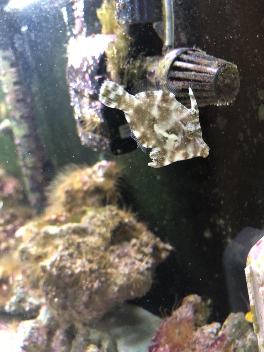 My Aiptasia eating filefish | REEF2REEF Saltwater and Reef Aquarium Forum