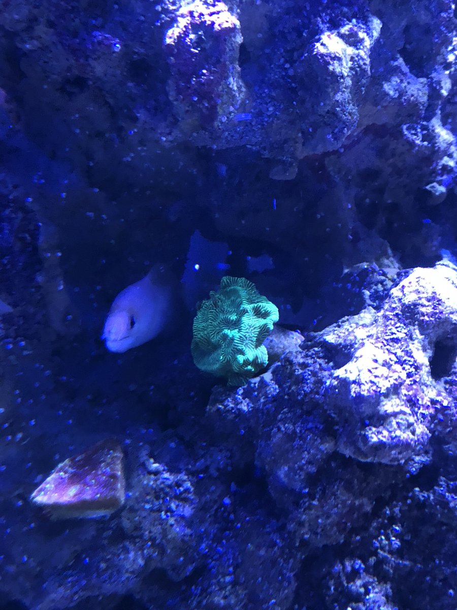 North Carolina - SOLD - Dwarf Golden Moray Eel | Reef2Reef
