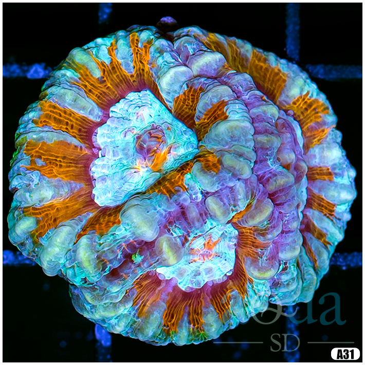 A31 Ultra Symphyllia Wilsoni (Egg Crate behind is 3 Squares = 2'') - 144.png