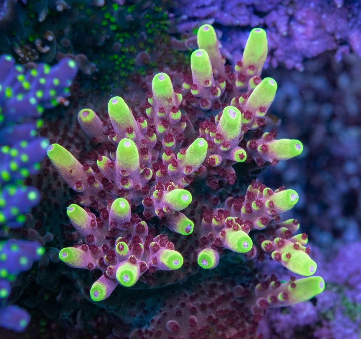 Jason fox flame and pink fold high or low light ? | REEF2REEF Saltwater ...