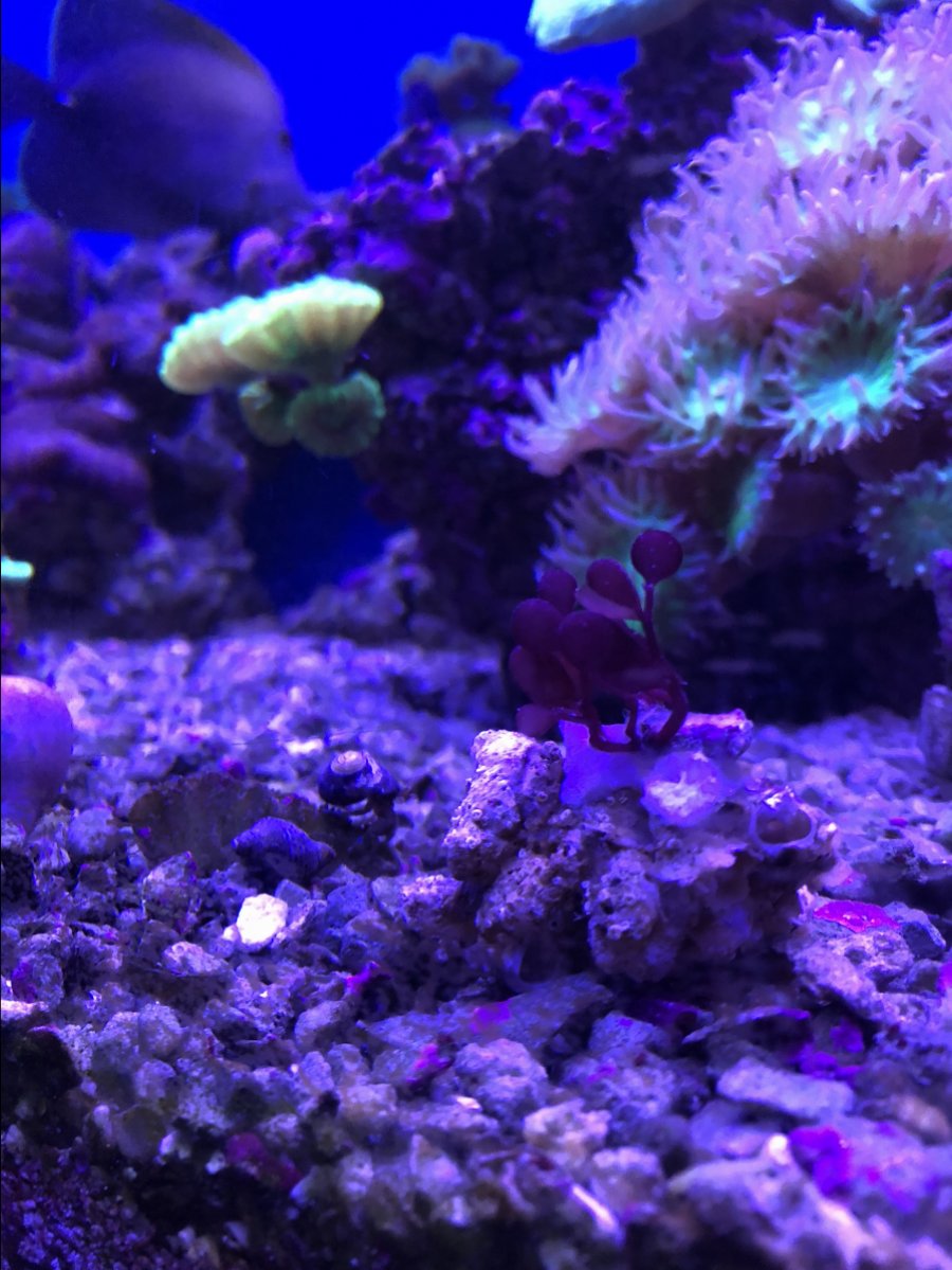 Grape kelp | Reef2Reef