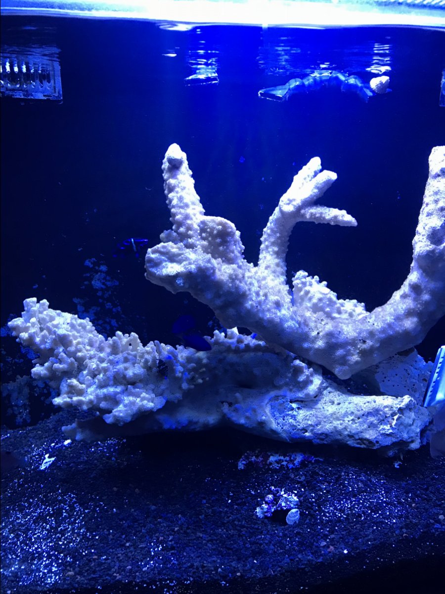 A3D36AB3-C773-4E0A-B0D4-95670DE90FE5.jpeg