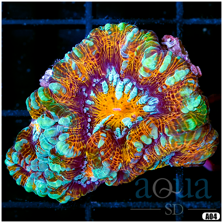 A4 Ultra Symphyllia Wilsoni (Egg Crate behind is 3 Squares = 2'') - 111.png