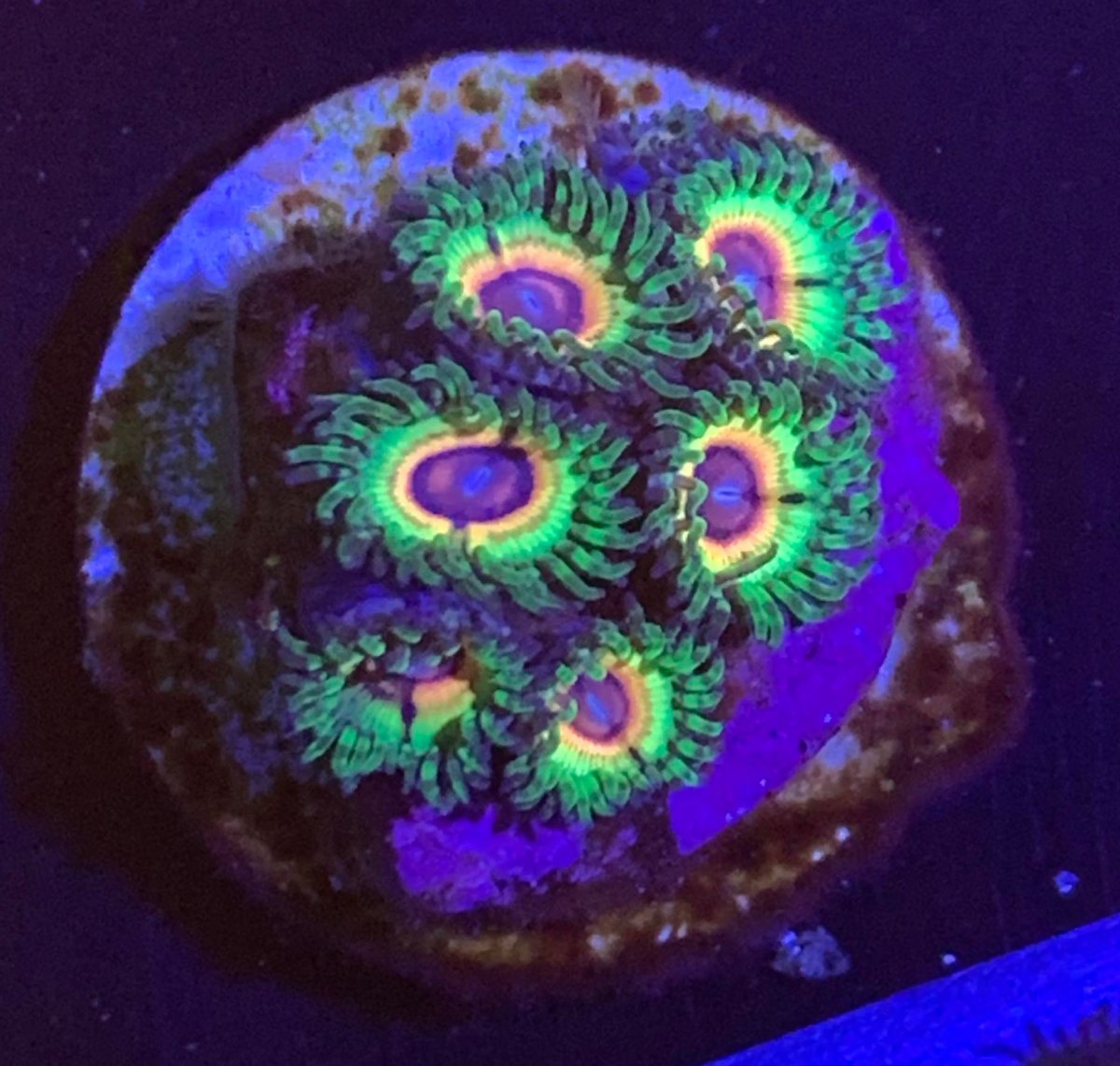 ZOA 　　　　　　　　　　　　　　　　　Z.O.A FOX_4528_large.jpg?v=1562540674