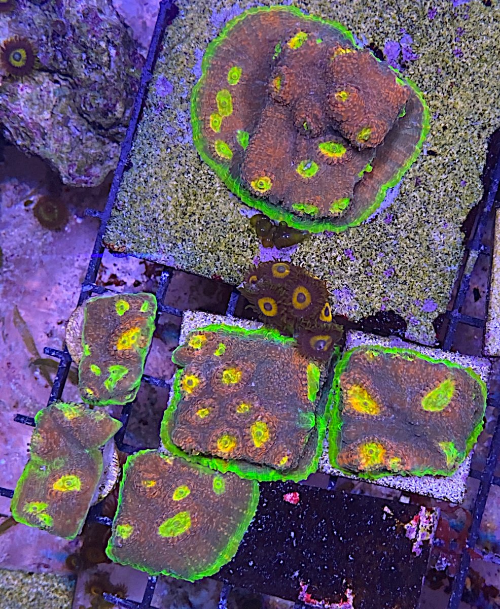 Lps pack | Reef2Reef