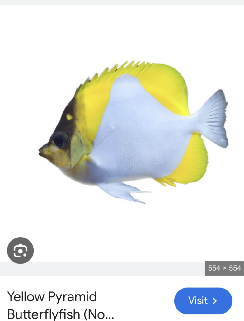 A4D1AD9E-B6DC-468A-AA4A-56F1B8D0472E.jpeg