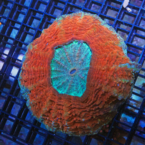 A500 photo 2 Large Meat Coral Acanthophyllia deshayesiana1500-750.jpg