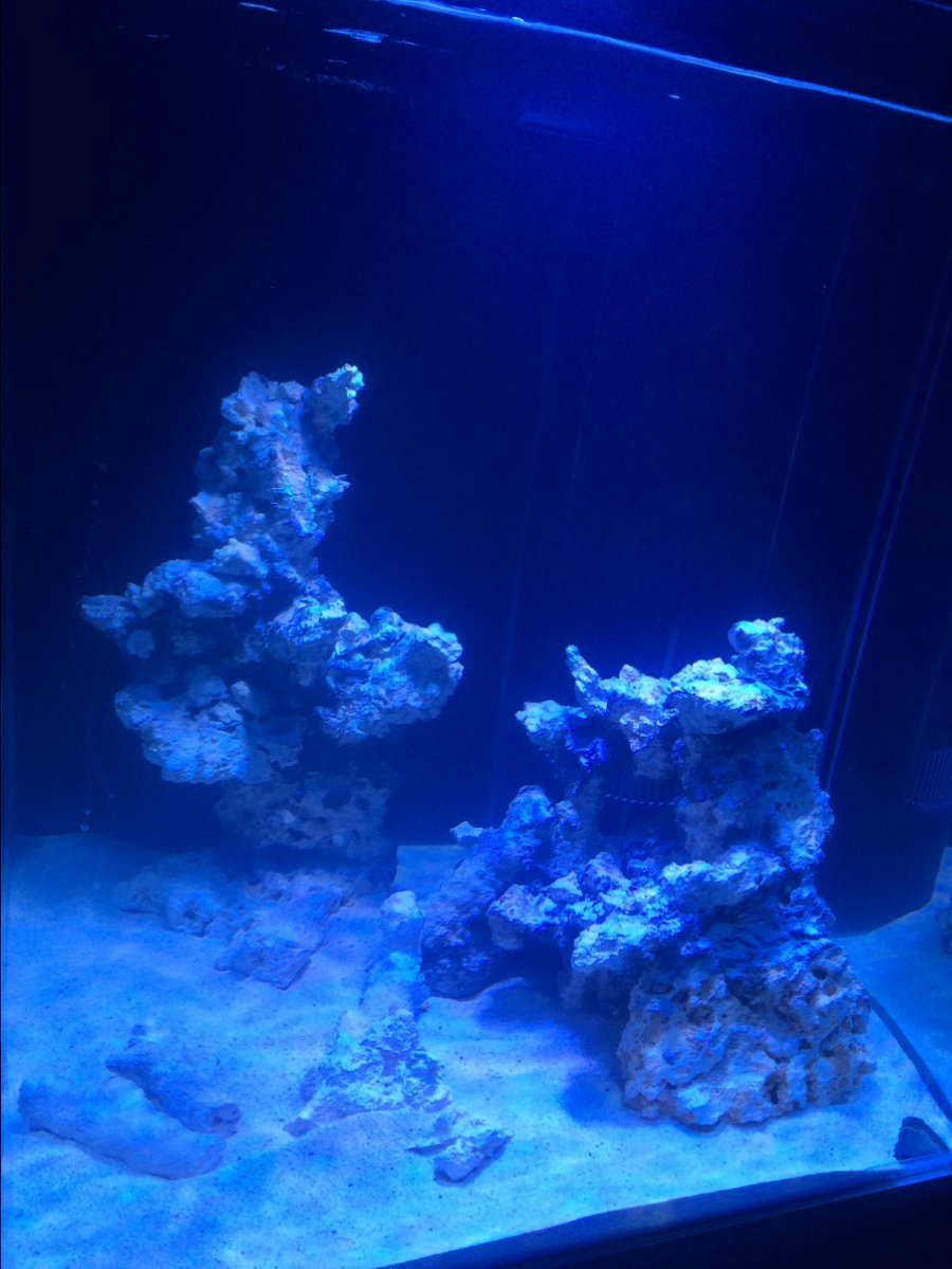 Cube Build - Show off those great CUBE TANK AQUASCAPES! | Page 8 ...