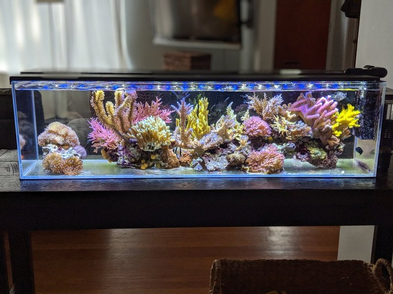 Metal Halide and T5 Grow Corals Than Cost Less Page 20 | REEF2REEF Saltwater and Reef Aquarium Forum