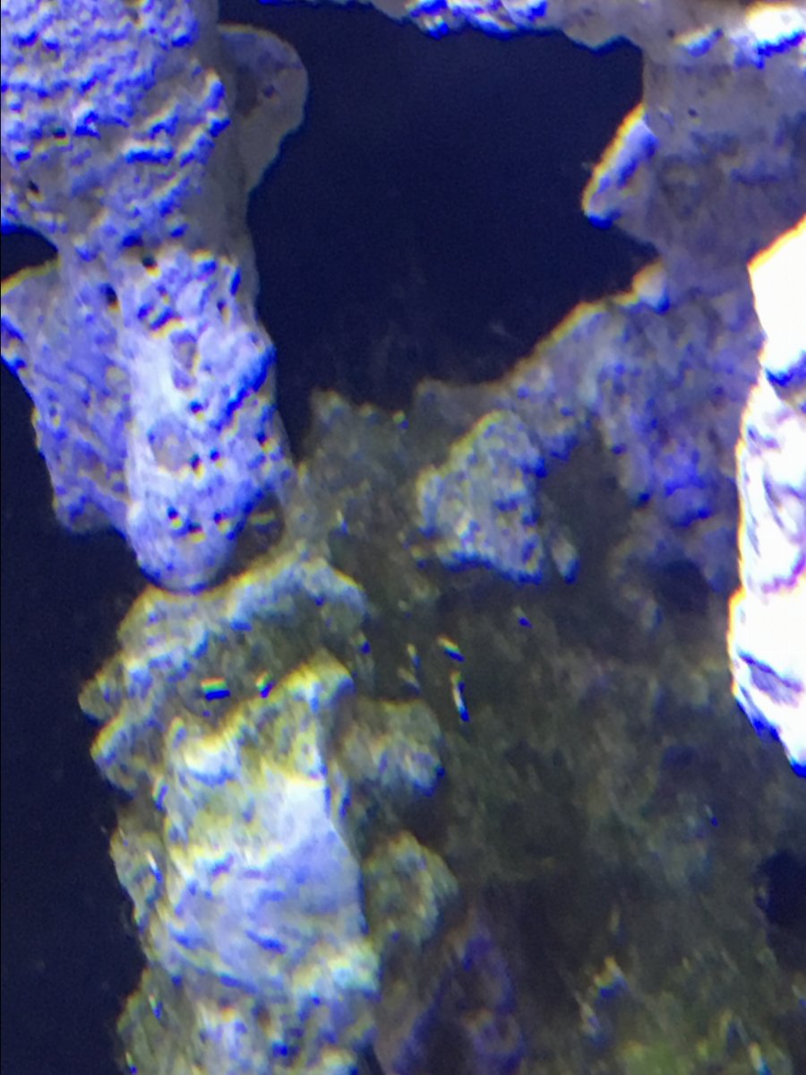 fish-poop-reef2reef