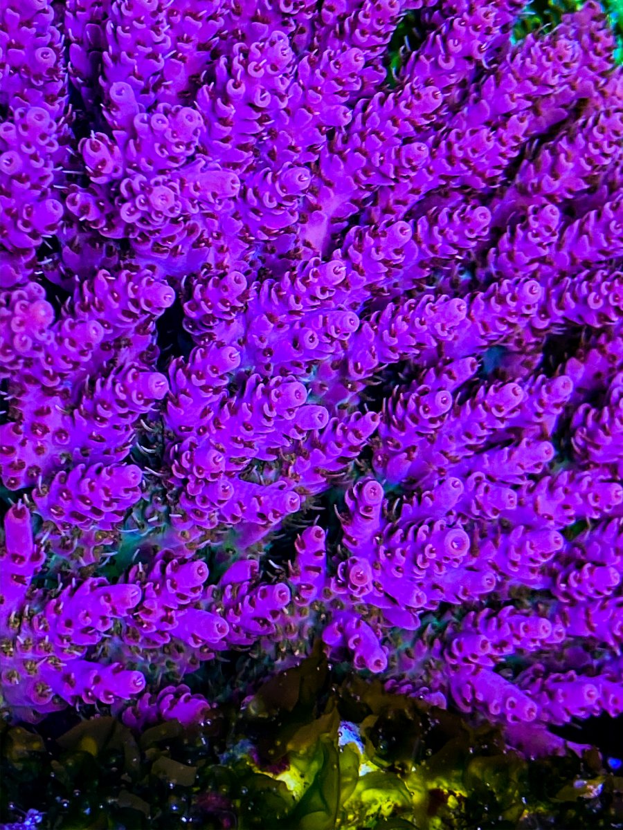 A6AAFD99-FBB3-4FE8-8262-252CCC54F674.jpeg
