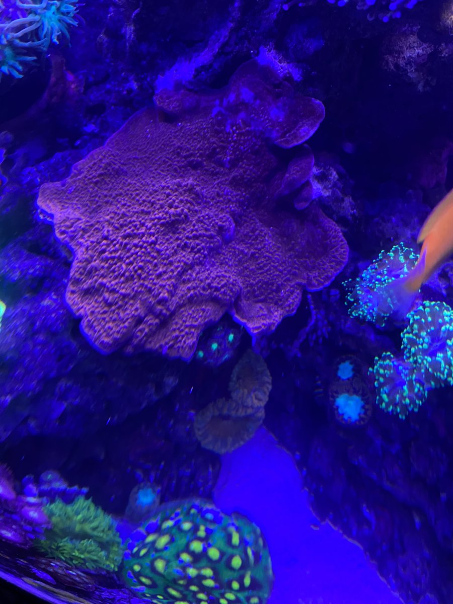 A8AA4352-5A72-4AE5-BDAE-7DEC35EA7EF2.jpeg