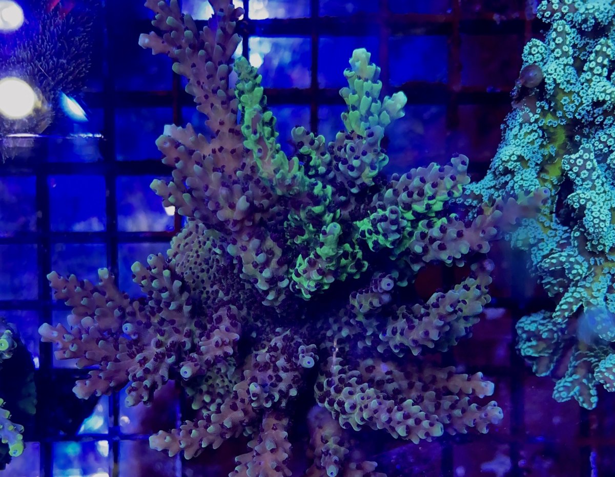 A9543710-457F-4896-B4E6-B609F0F2A534.jpeg