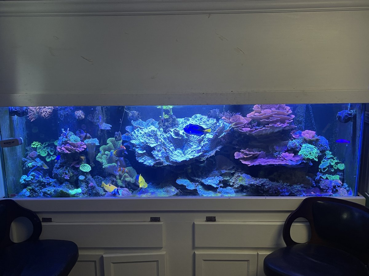 Full Jebao Tank | Page 3 | Reef2Reef