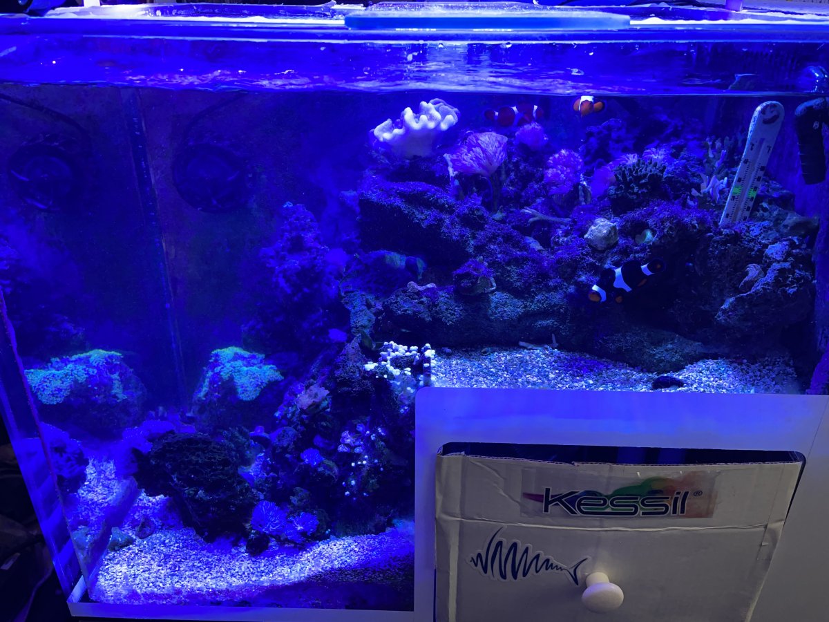 Wisconsin Aquariums 50 Gallon Artfully acrylic Dropoff tank