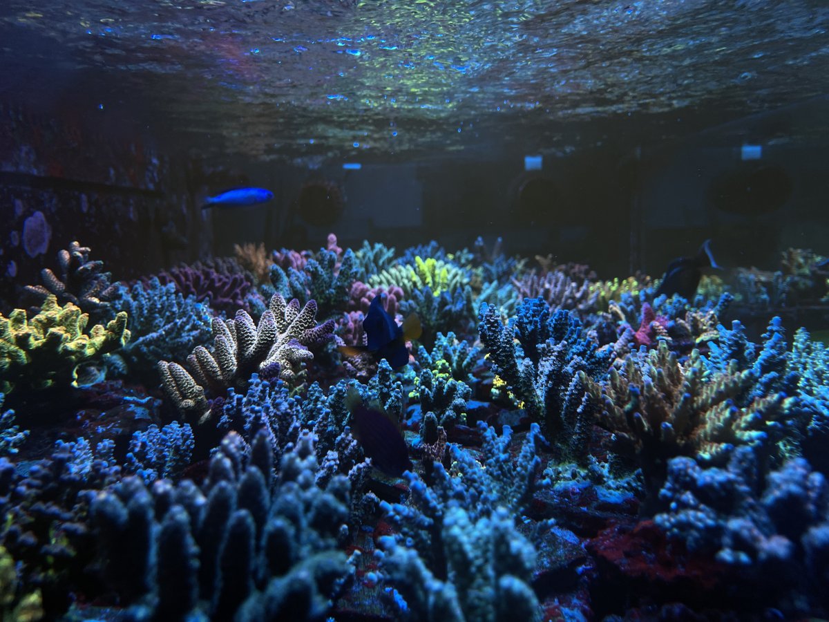 その他 Fascination Coral Reef [Blu-ray] Amazon.com: Fascination Coral Reef 3D: Mysterious Worlds [3D
