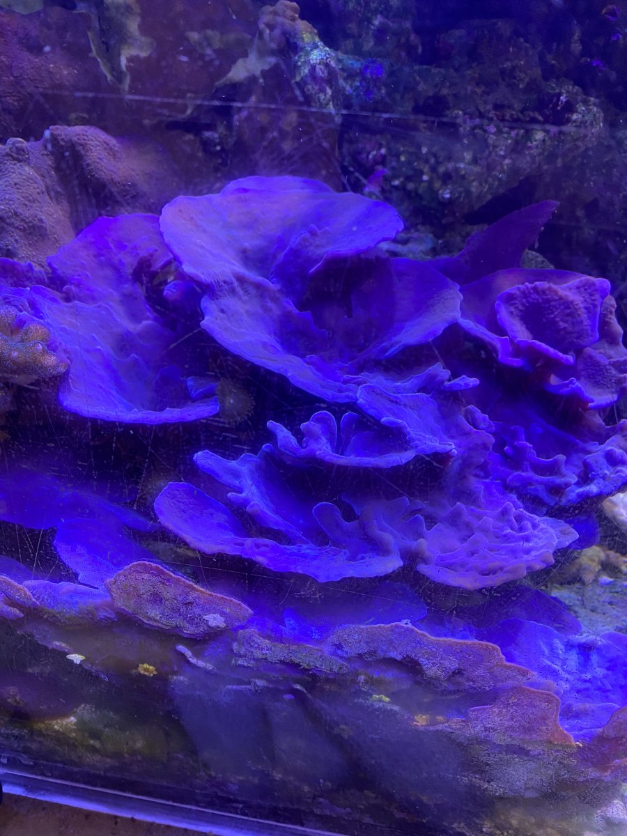 Blue plating shop